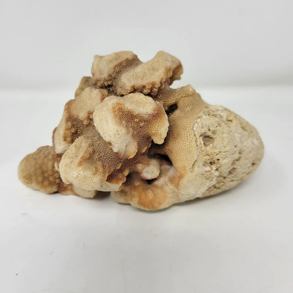 Natural Coral Rock Specimen 6